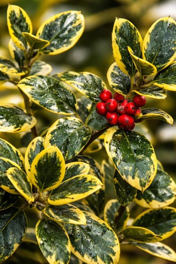 Падуб алтакларенський Голден Кінг|Ilex altaclerensis Golden King|Падуб алтакларенский Голден Кинг